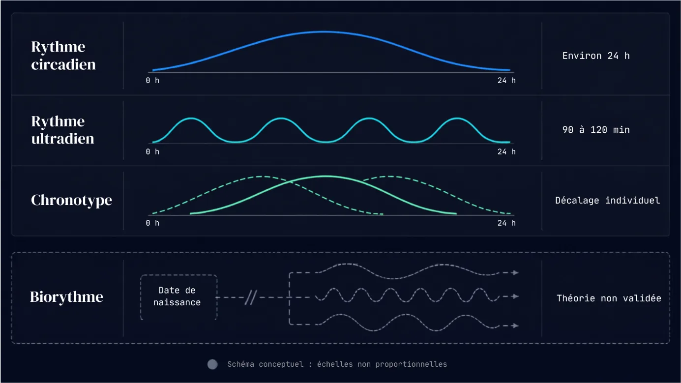 Comparatif du rythme circadien sur environ 24 heures, du rythme ultradien en cycles courts, du chronotype individuel et du biorythme non validé.